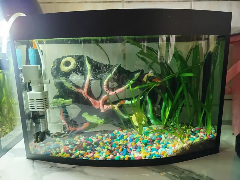 20 litrli akvarium 20 litrli akvarium