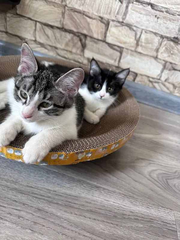 Отдам котят в хорошие руки