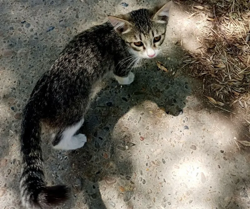 Котята,мальчики,девочки 3 Котята,мальчики,девочки 3