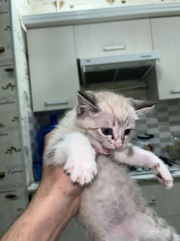 Продаются котята — фото 3