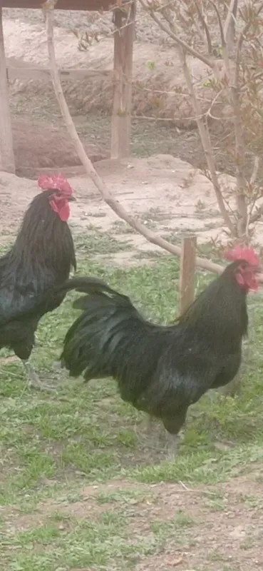 Oastralom Xoʻrozi