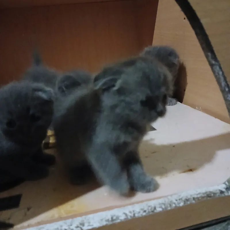 Котята веслоухие продоеться осталос 2шт — фото 4