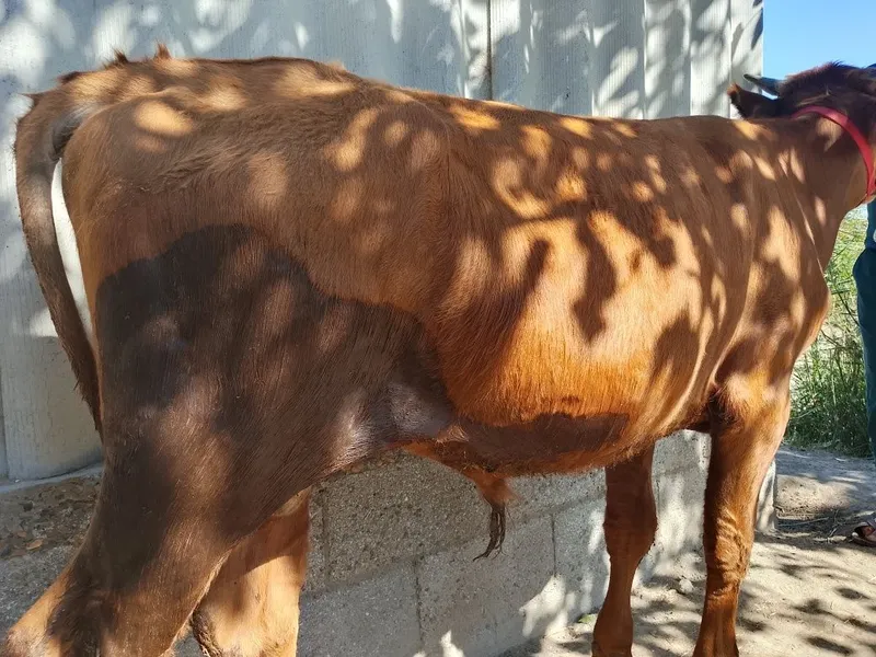 Zotdor buqa sotiladi. Yemga tayyor. Ferma moli.narxini yana kelishamiz 4 Zotdor buqa sotiladi. Yemga tayyor. Ferma moli.narxini yana kelishamiz 4
