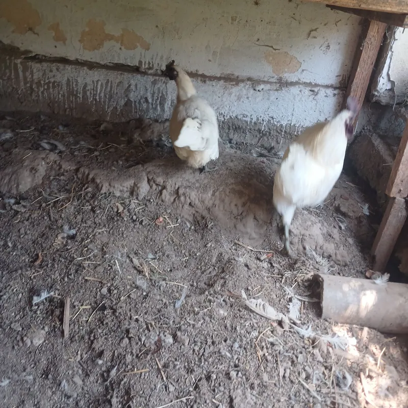 Ухайли зот парандалар сотилади. 2