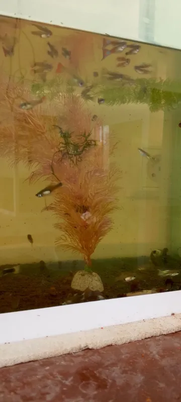 Akvarium baliqlari