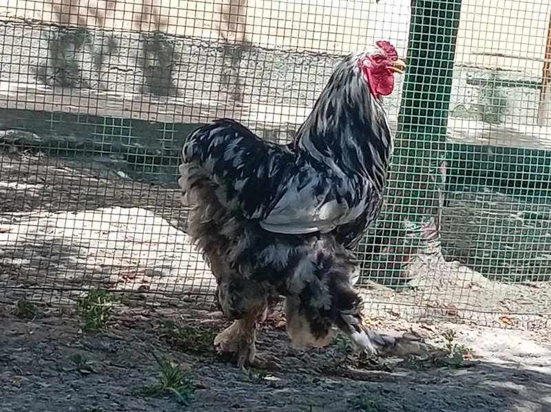2ta Xo'roz sotiladi. Samarqand 8