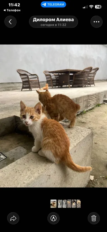 Mushuklar bepul beraman — фото 1