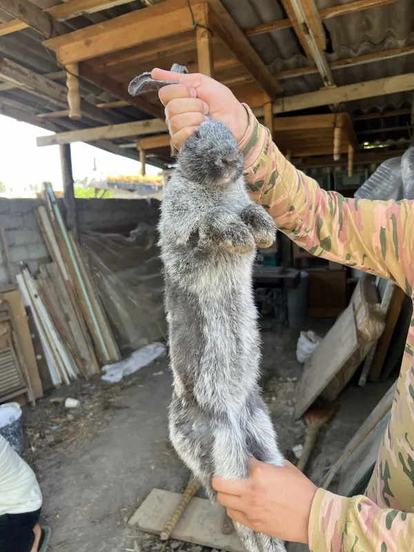 Срочно продам кролика! — фото 2