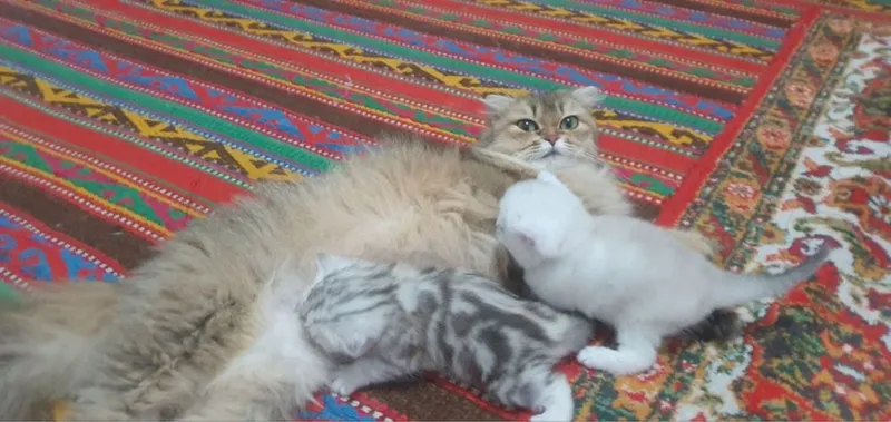 Scottish fold mushuklar sotiladi — фото 1