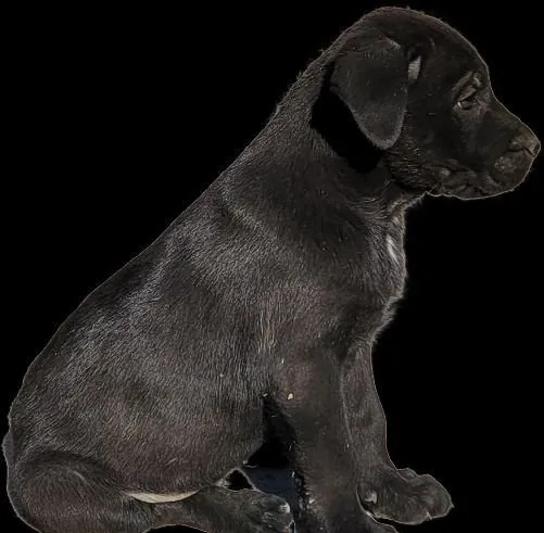 Cane Corso zotli kuchukchalar sotiladi 1 Cane Corso zotli kuchukchalar sotiladi 1