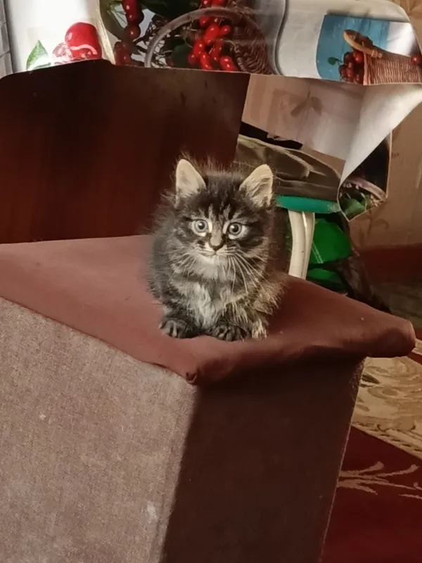 продам котят породы МЕЙН-КУН — фото 3