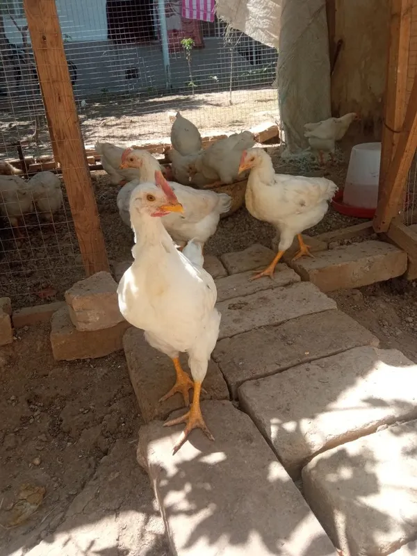 2 oylik jojalarimiza