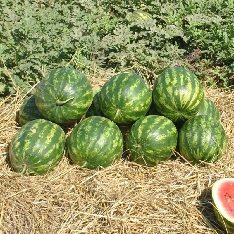 Tarvuz mahsuloti