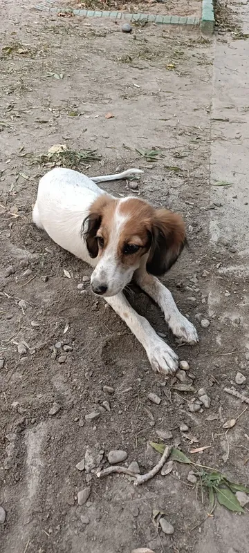 Spaniel kuchugi uy izlamoqda 3 Spaniel kuchugi uy izlamoqda 3