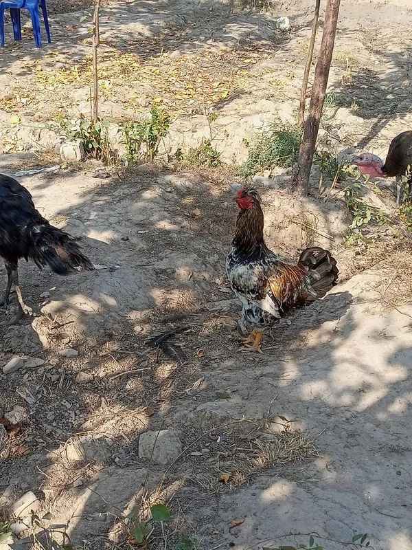 xo'rozlar sotiladi semiz xoʻrozlar 3
