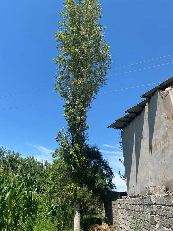 Teraklar Sotiladi 1 Teraklar Sotiladi 1
