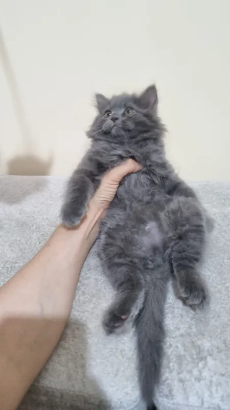 Скоттиш-фолд и скоттиш-страйт 6 Скоттиш-фолд и скоттиш-страйт 6