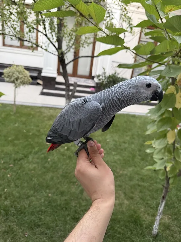 Продаю Jako Жако 1 Продаю Jako Жако 1