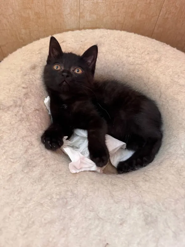 Котик 2,5 месяца — фото 6