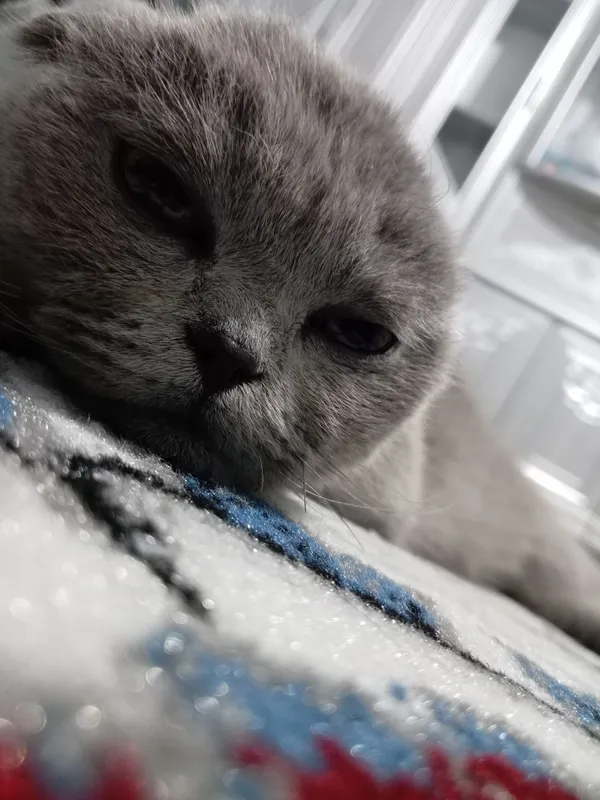 Scottish Fold mushuk sotiladi 2 Scottish Fold mushuk sotiladi 2