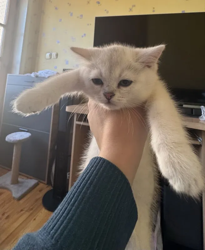 Котята Скотиш Страйт Серебристая Шиншилла — фото 1