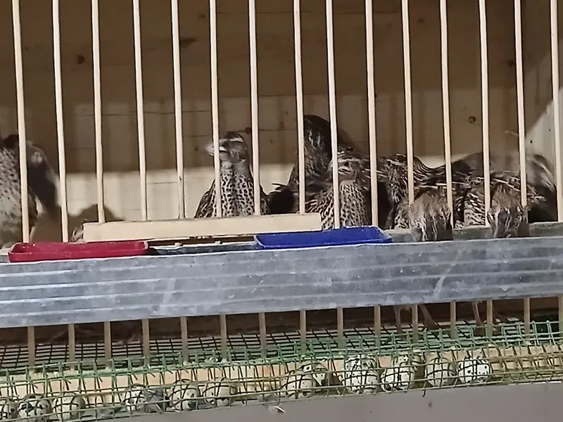 Italiya bedana makion sotiladi 1 Italiya bedana makion sotiladi 1