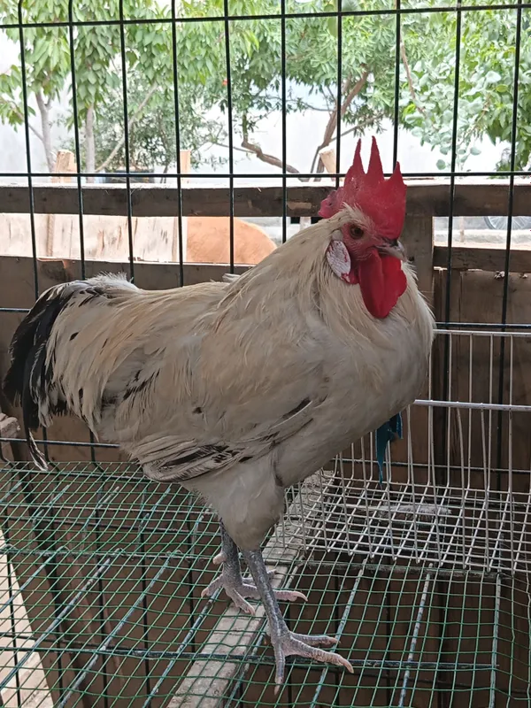Leghorn xo'roz sotiladi — фото 1
