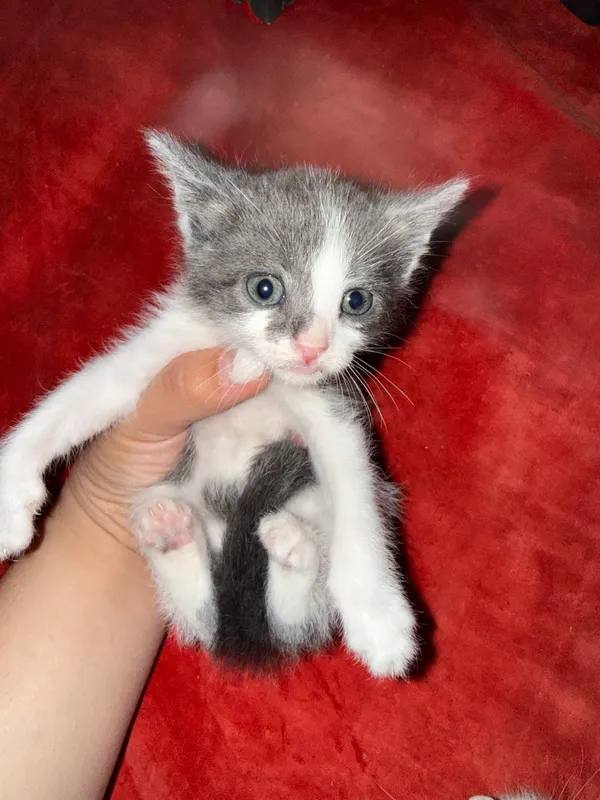 4 котёнка в возрасте 1 месяца, один чёрно-жёлтый — 5 месяцев 1 4 котёнка в возрасте 1 месяца, один чёрно-жёлтый — 5 месяцев 1