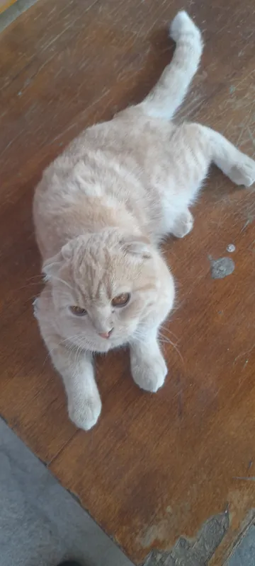 scottish fold sotiladi erkak 1yosh toza 3 scottish fold sotiladi erkak 1yosh toza 3