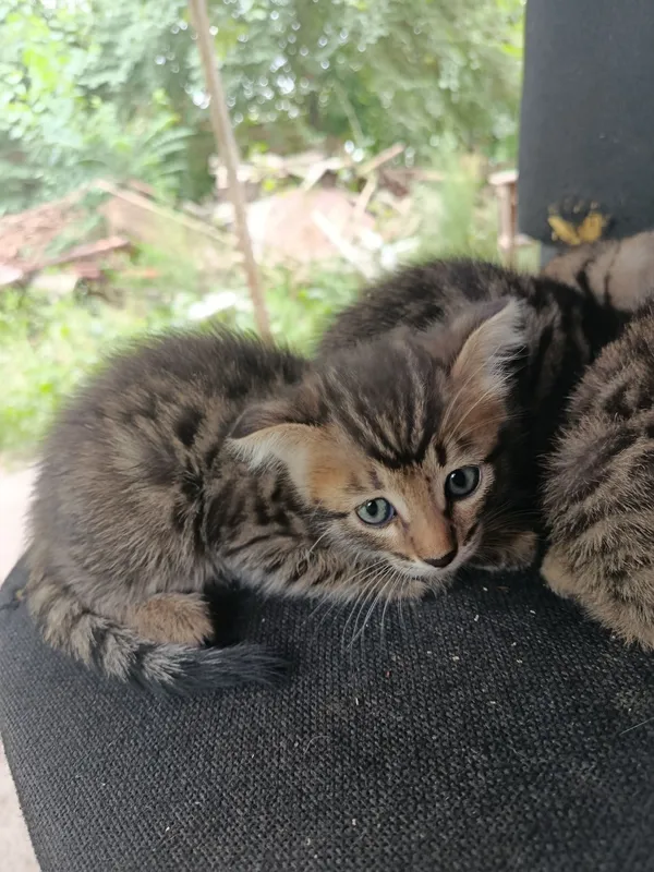 Бенгальские кот с 6 Бенгальские кот с 6