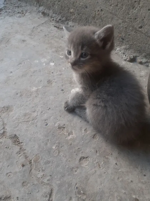 Продаются котята. 7 Продаются котята. 7