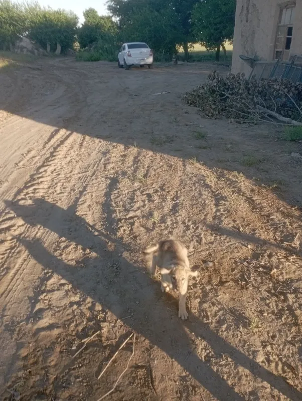 Kuchukchlar kimga kerak 2 Kuchukchlar kimga kerak 2