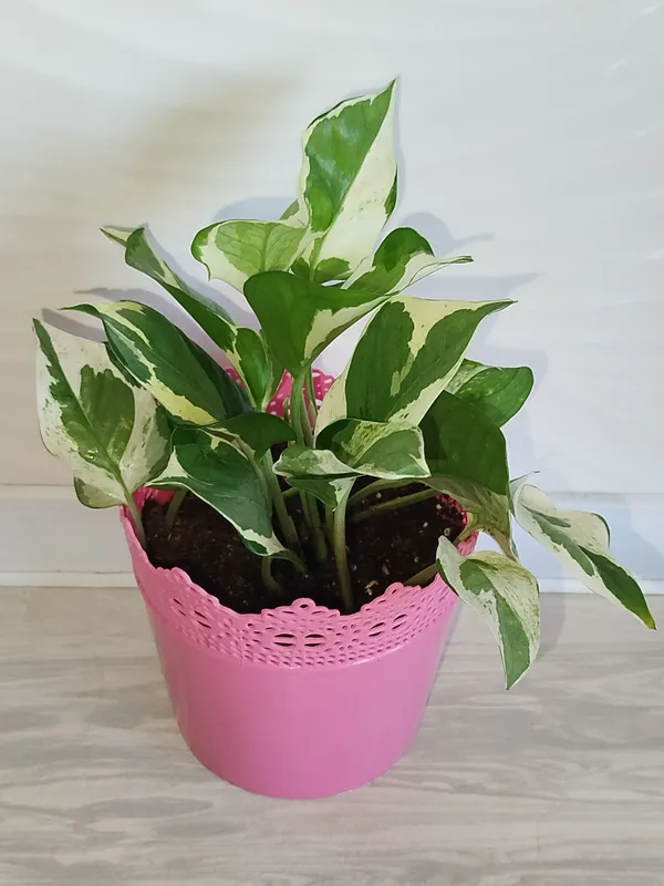 Epipremnum Enjoy