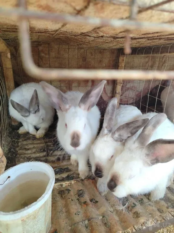 Продаются кролики калифорнийской породы 2 Продаются кролики калифорнийской породы 2