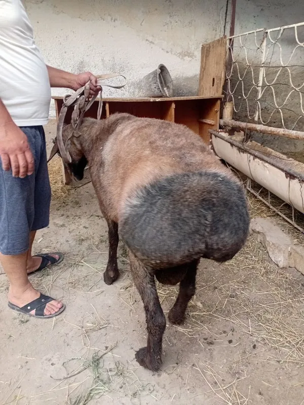 Хисори куй сотилади. Нарисовать келишилган холда — фото 1 Хисори куй сотилади. Нарисовать келишилган холда — фото 1
