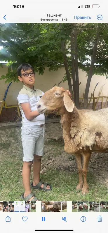 Ona bola qoy bolasi qochqor