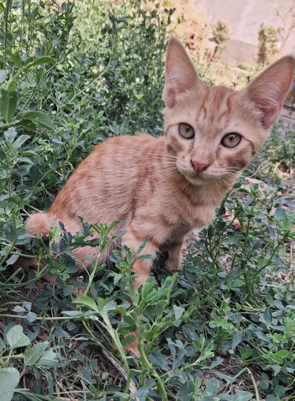 Котенок / mushukcha 1
