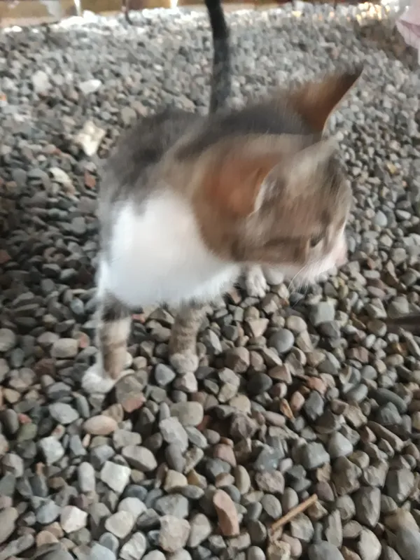 Porno chochqachilik banki Yetuk ayollar mushuk porno rasmlar