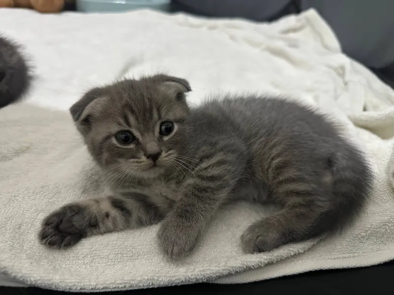 Котята 🐈⬛ — фото 4