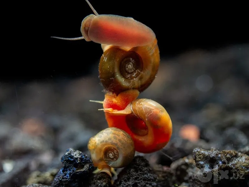 Аквариумные улитки ( Ramhorn snail) 2 Аквариумные улитки ( Ramhorn snail) 2