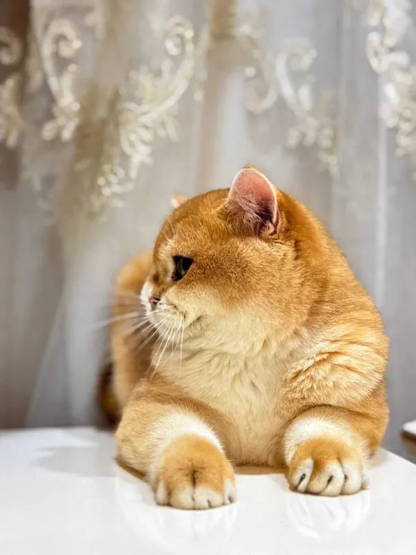 Вязка кошак Mushuk chatishtirish — фото 4