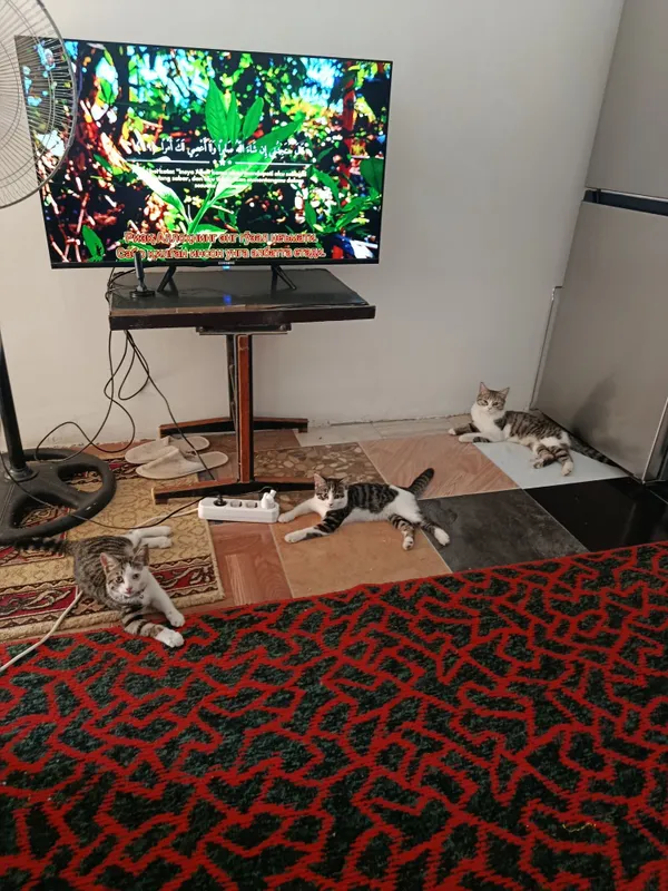 Mushuklar beriladi 1 Mushuklar beriladi 1