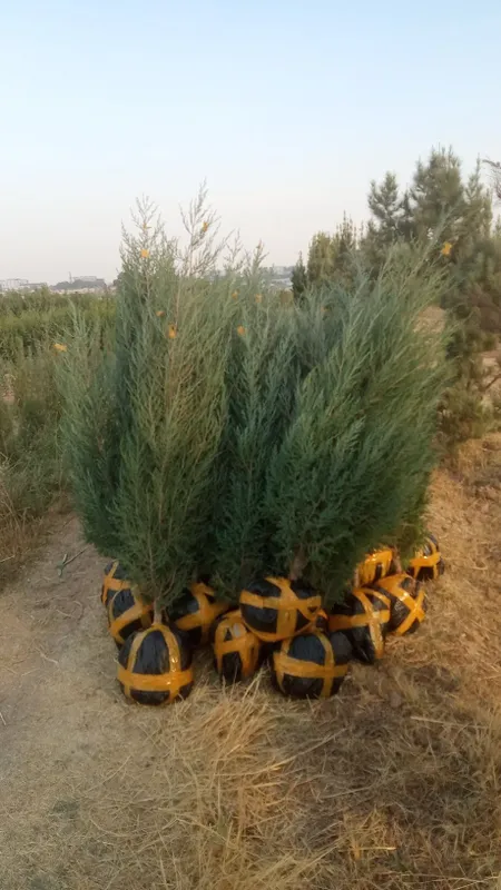 archa koʻchatlari bor Toshkent boʻylab bor — фото 5