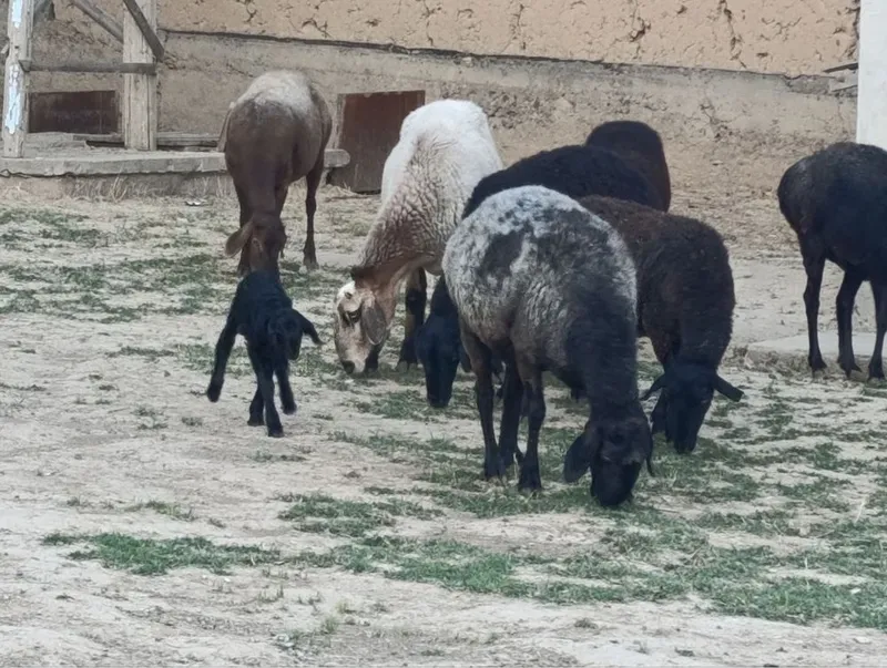 Qoy sotiladi solu 3 Qoy sotiladi solu 3
