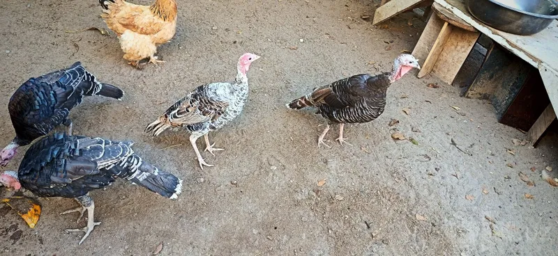 Kurka va o'rdaklar sotiladi 2 Kurka va o'rdaklar sotiladi 2
