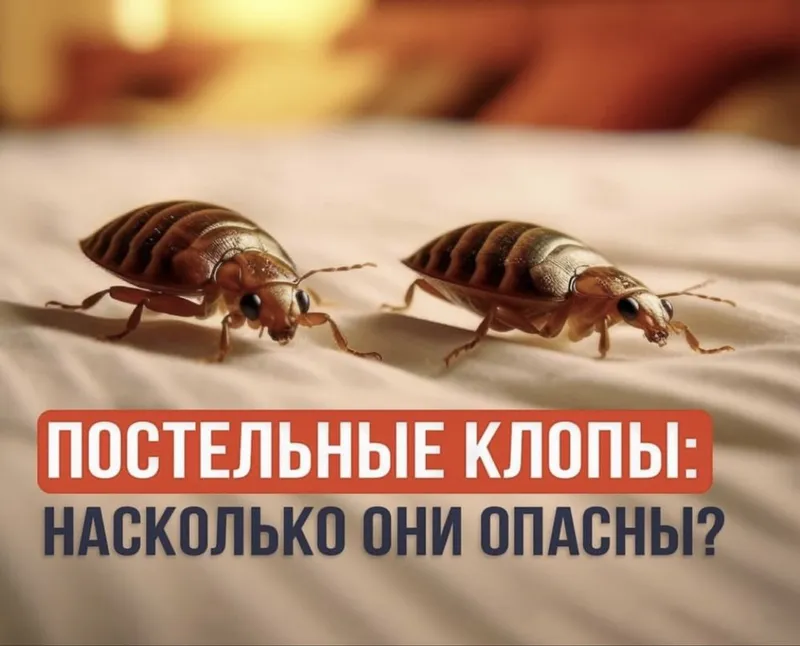 Дезенфекция дизенфек дезинфекция дизинфекция dezinfeksiya klapa klopa — фото 1