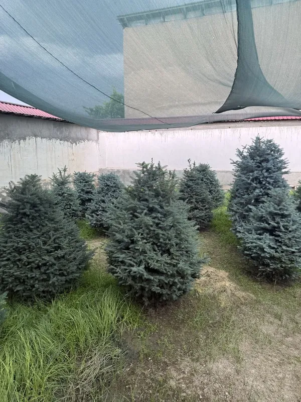 Голубая ель , сосновая елка , росла в ташкенте — фото 2