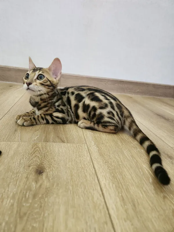 Bengal mushukcha бенгальский — фото 6