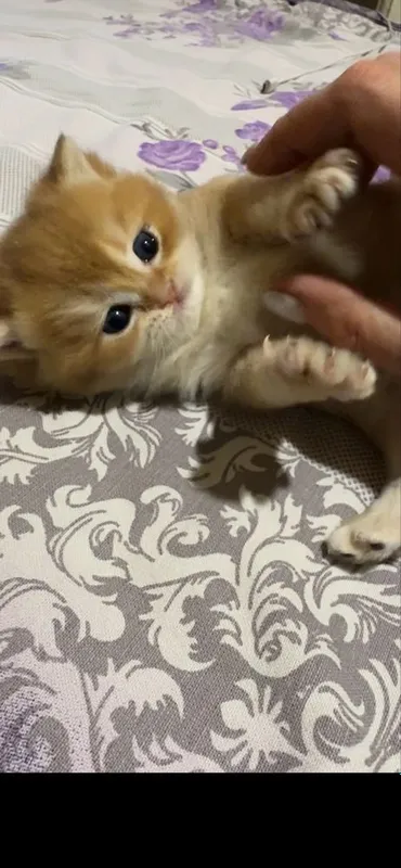 Котенок бри золотая шиншилла — фото 3