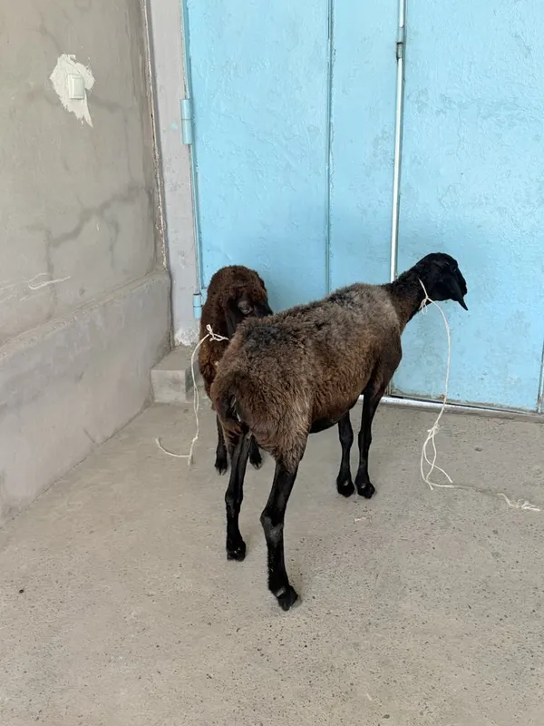 Ona bola qo’y sotladi 3 Ona bola qo’y sotladi 3